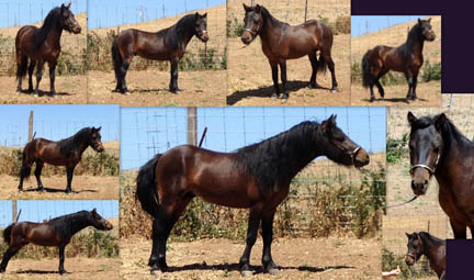 Wesco Farms TC Up All Night